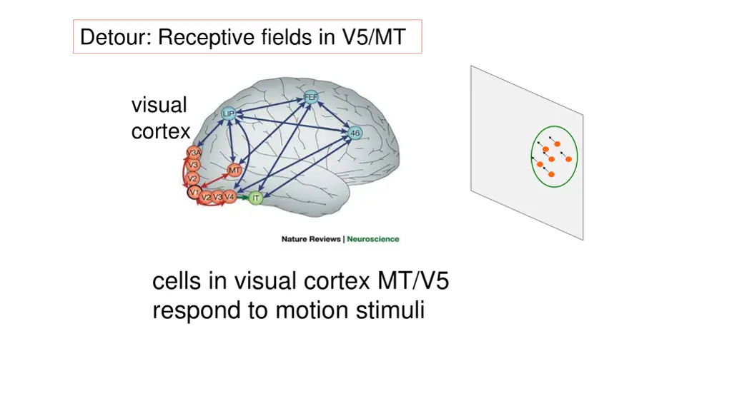 detour receptive fields in v5 mt