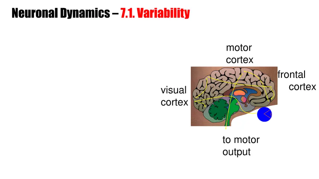 neuronal dynamics 7 1 variability