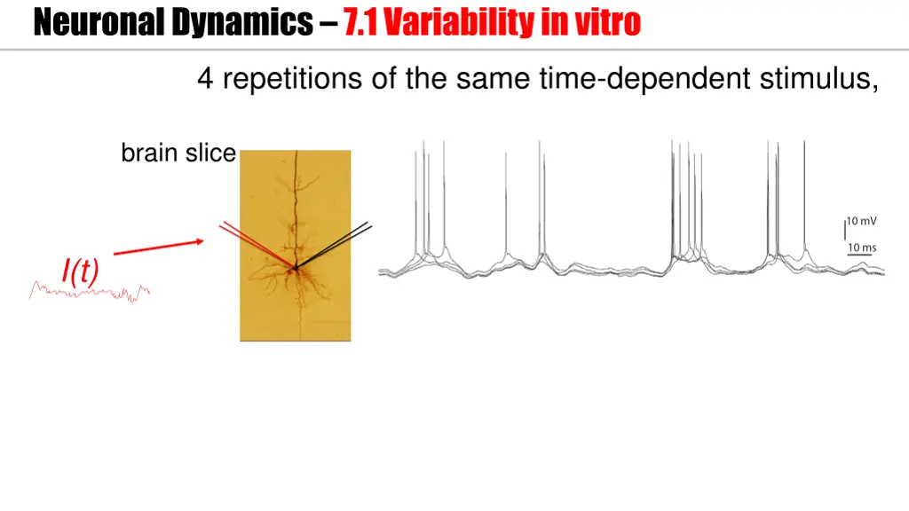 neuronal dynamics 7 1variability in vitro