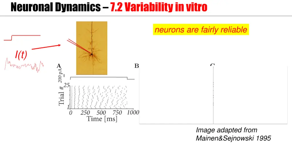 neuronal dynamics 7 2variability in vitro