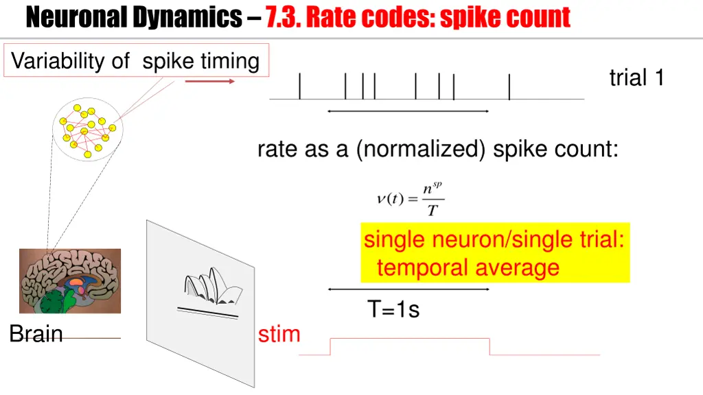 neuronal dynamics 7 3 rate codes spike count