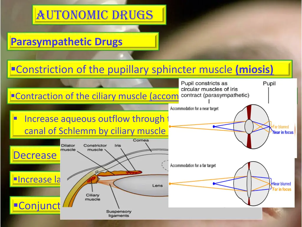 autonomic drugs