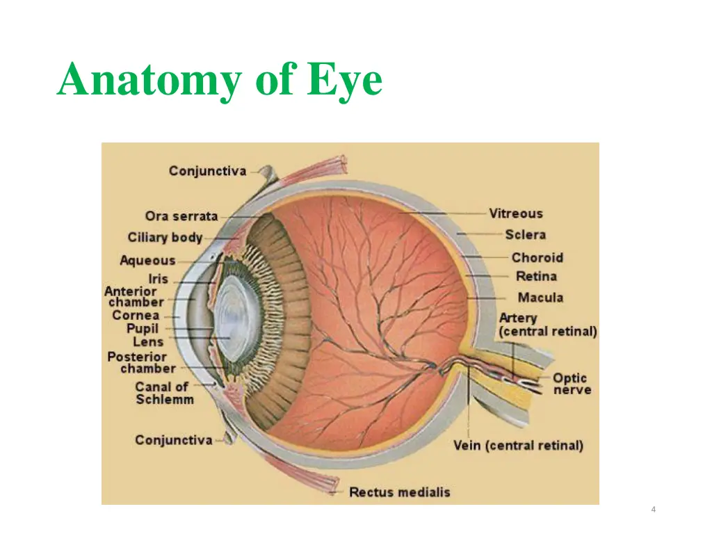 anatomy of eye