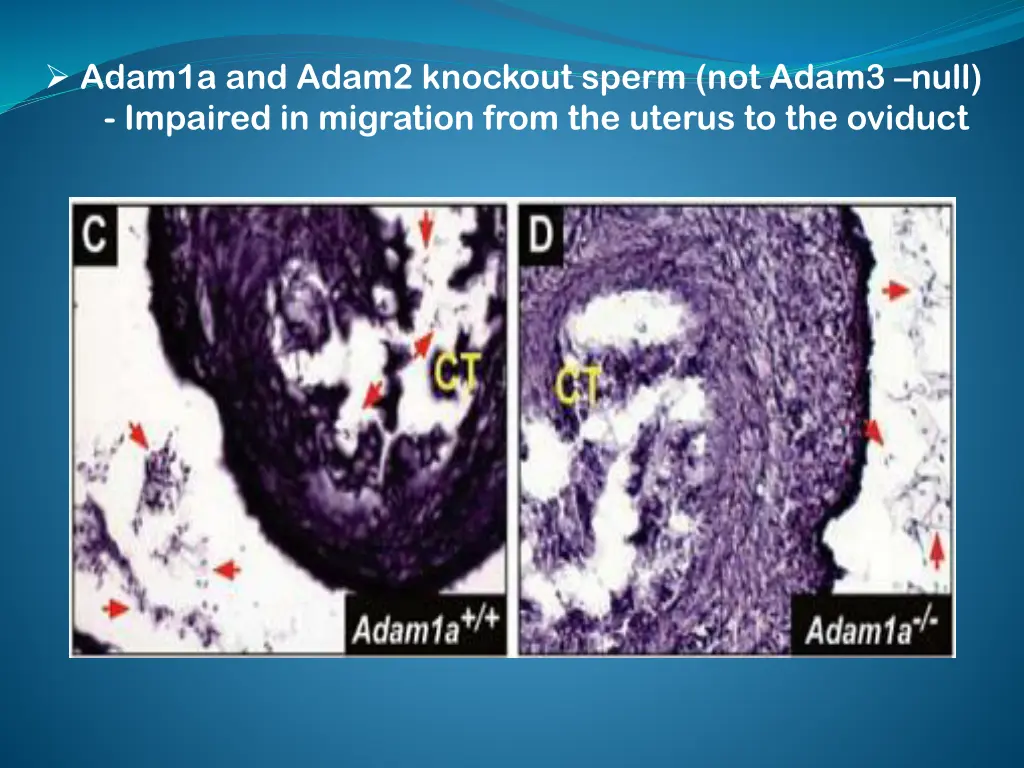 adam1a and adam2 knockout sperm not adam3 null