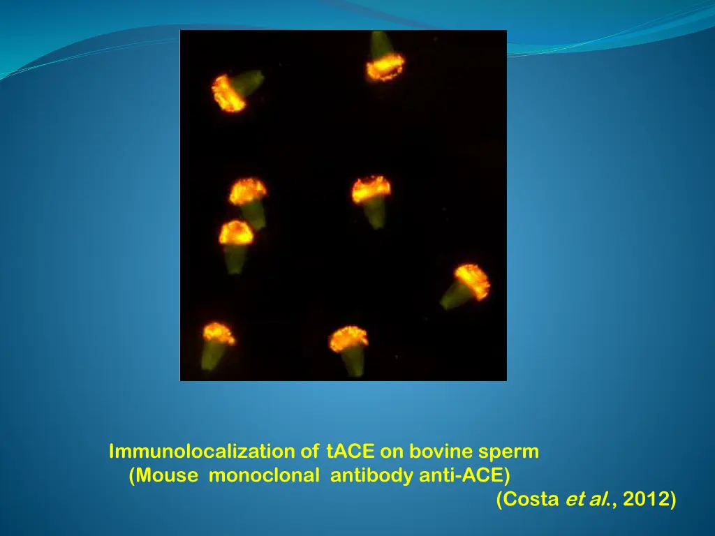 immunolocalization of tace on bovine sperm mouse