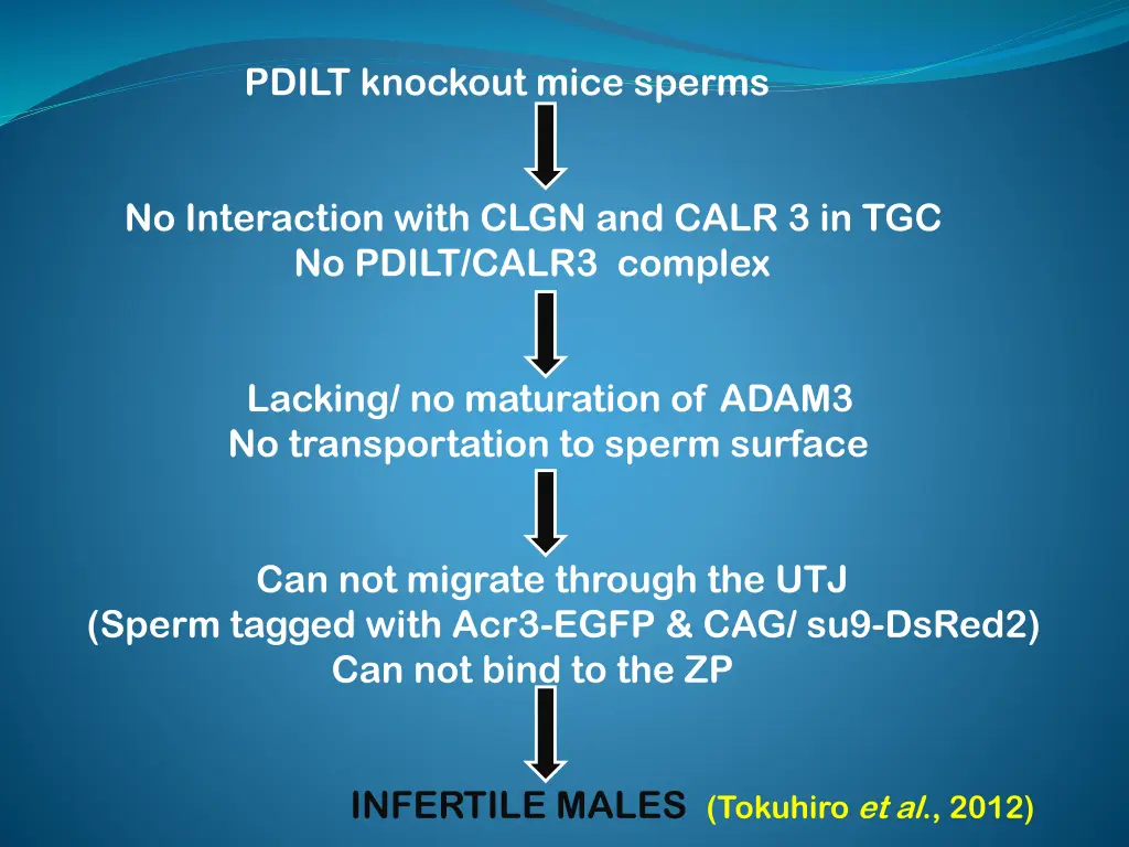 pdilt knockout mice sperms