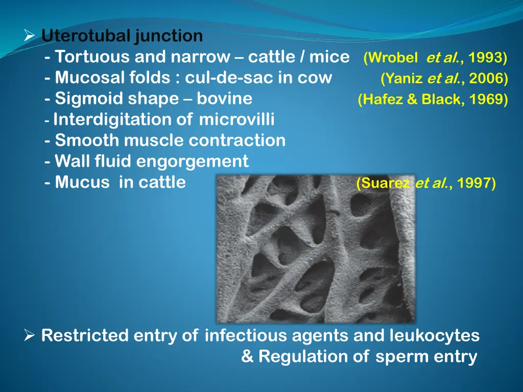 uterotubal junction tortuous and narrow cattle