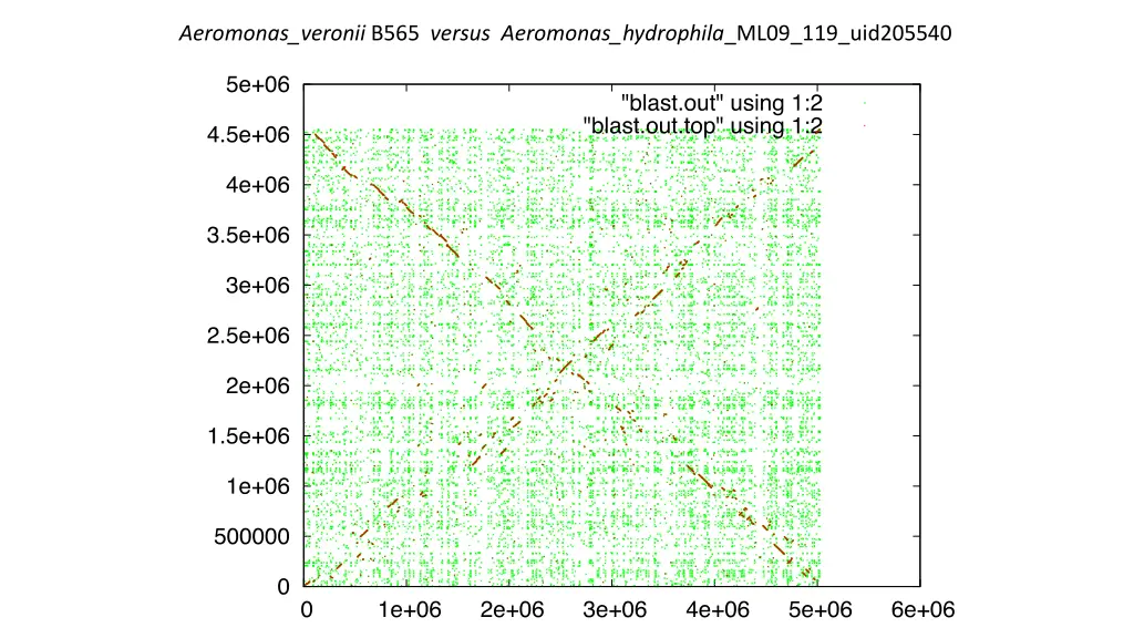 aeromonas veronii b565 versus aeromonas