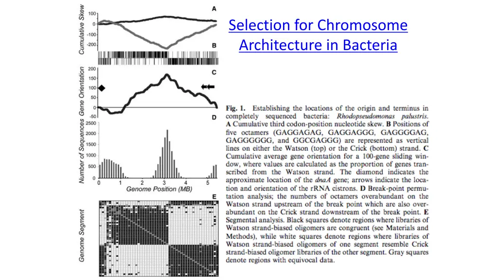 selection for chromosome architecture in bacteria