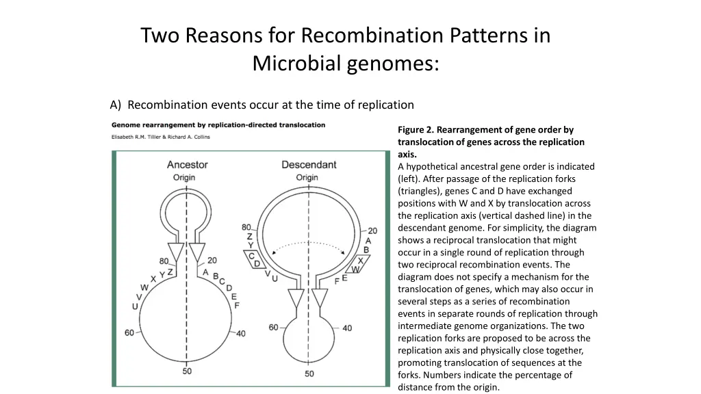 two reasons for recombination patterns 1