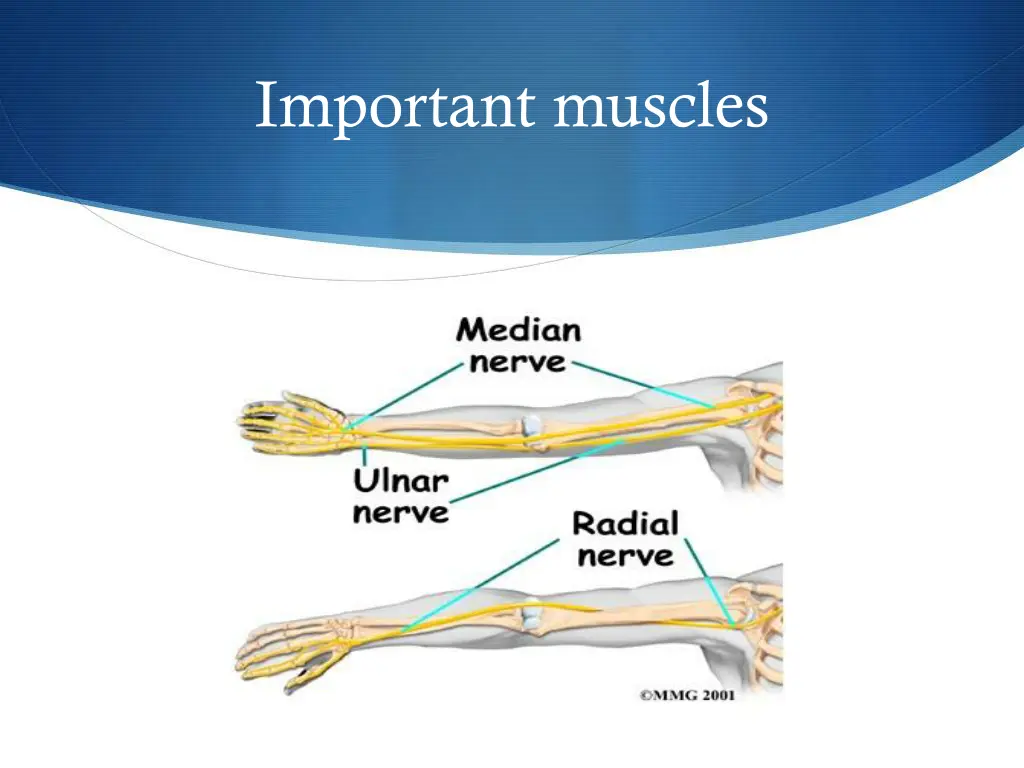 important muscles 1