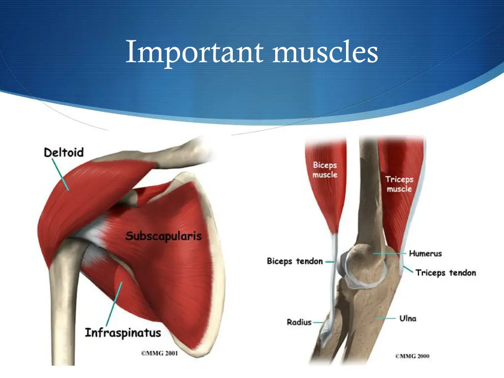 important muscles