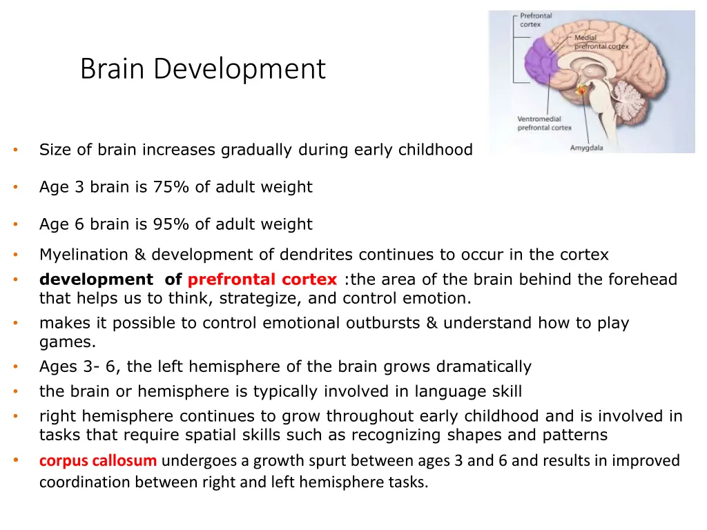 brain development