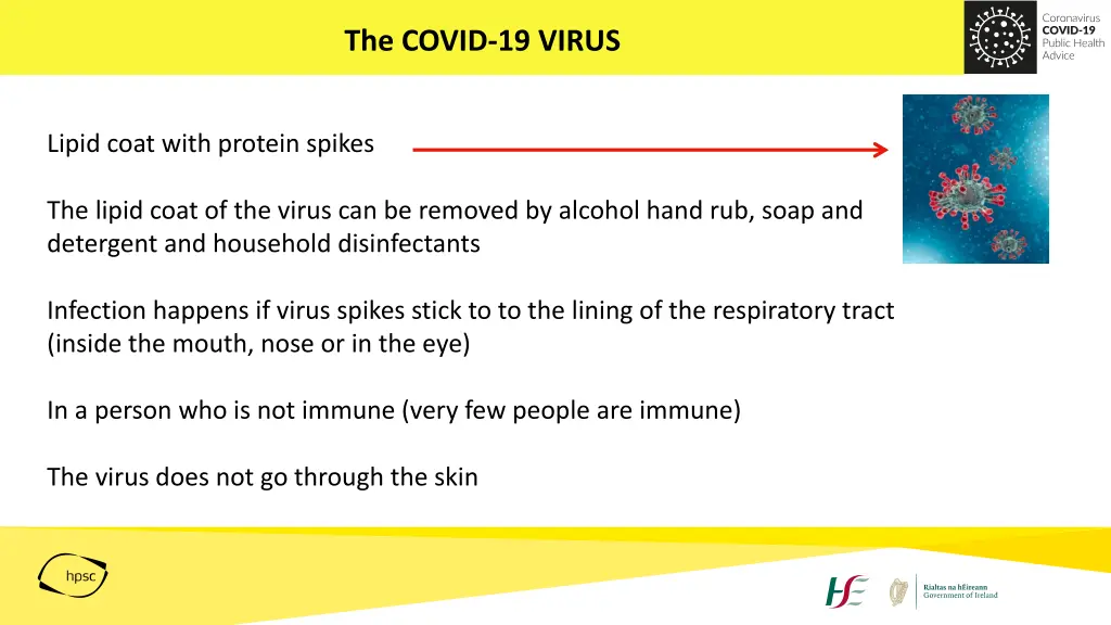 the covid 19 virus