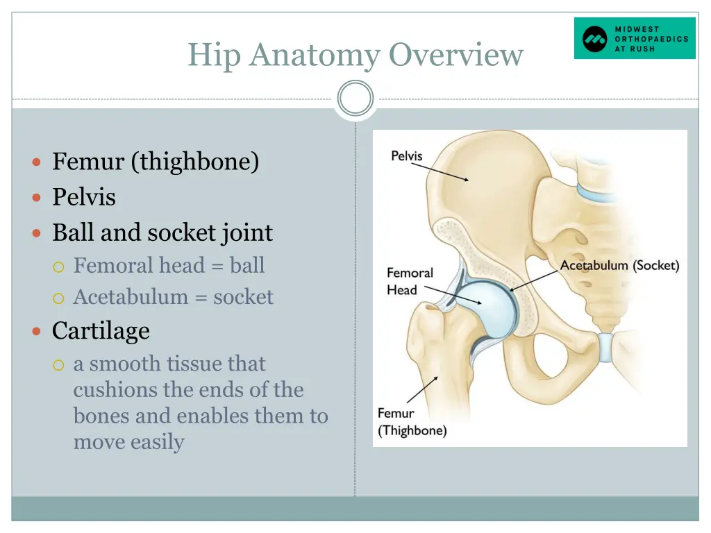 hip anatomy overview