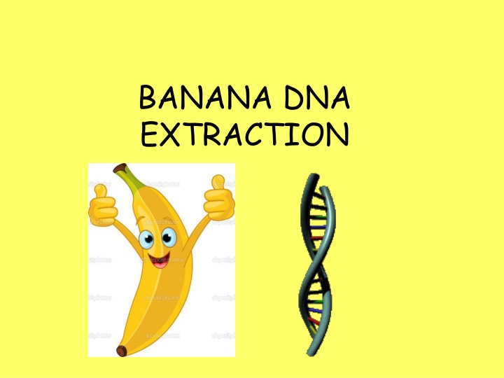 banana dna extraction