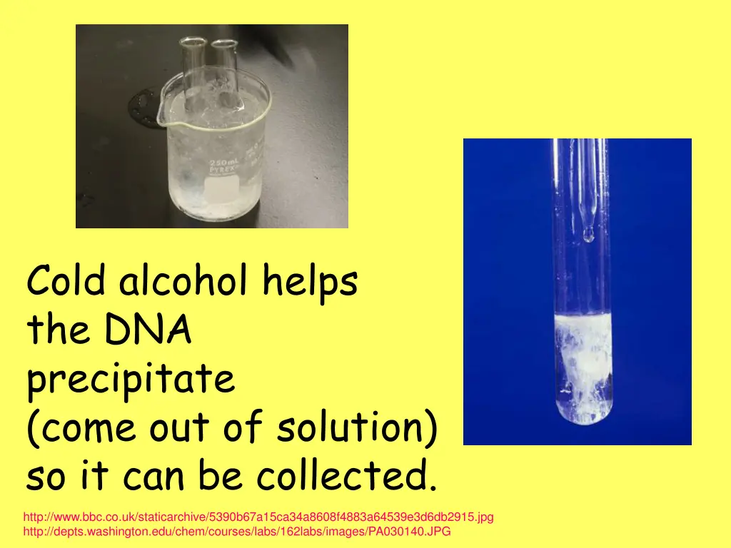 cold alcohol helps the dna precipitate come