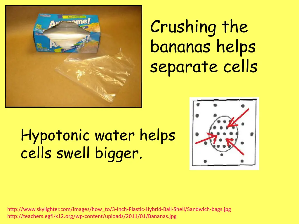 crushing the bananas helps separate cells