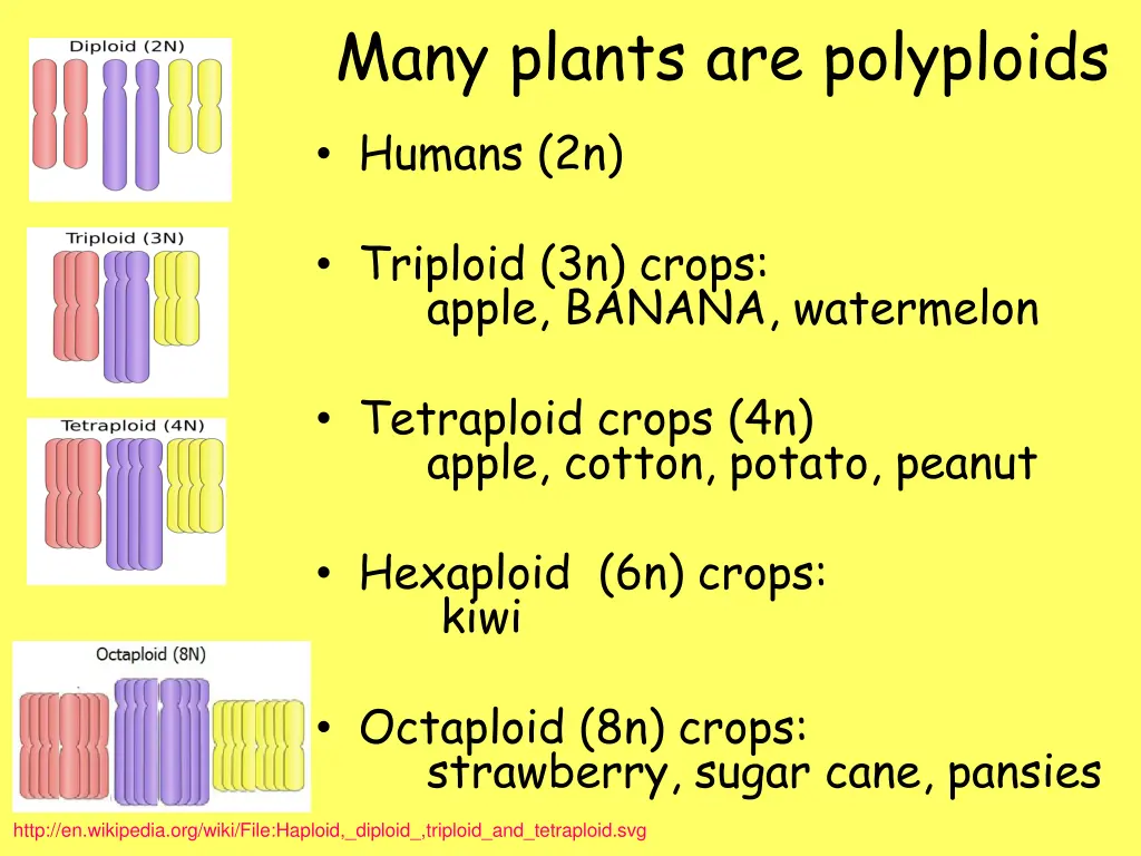 many plants are polyploids humans 2n