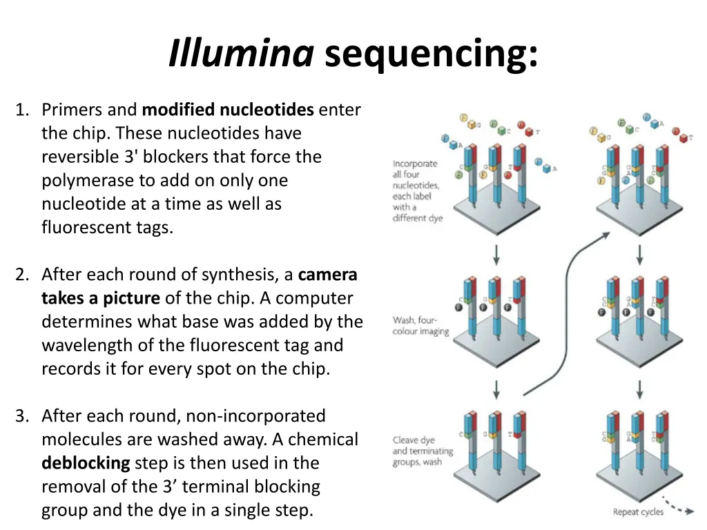 illumina sequencing