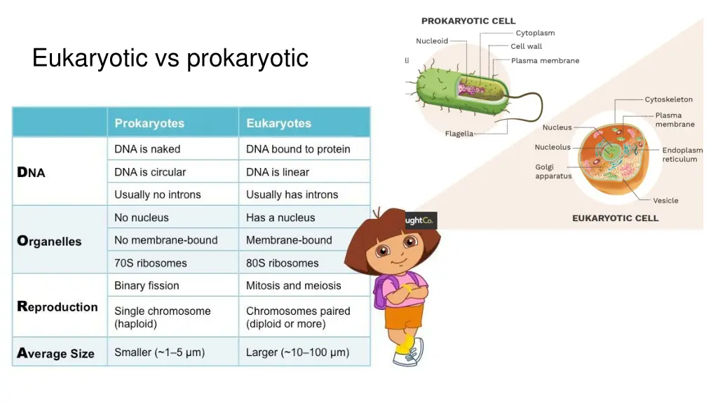 eukaryotic vs prokaryotic