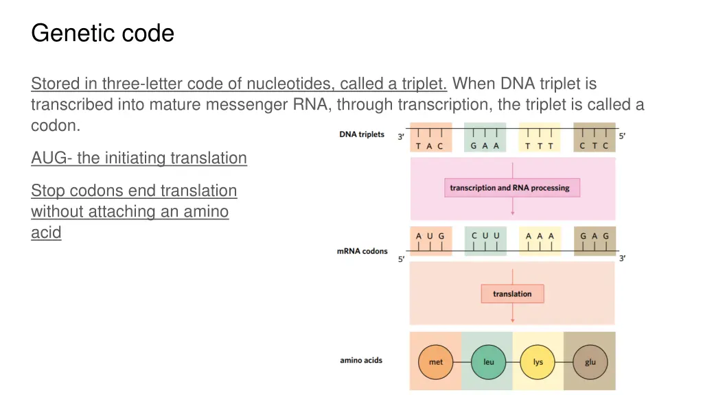 genetic code