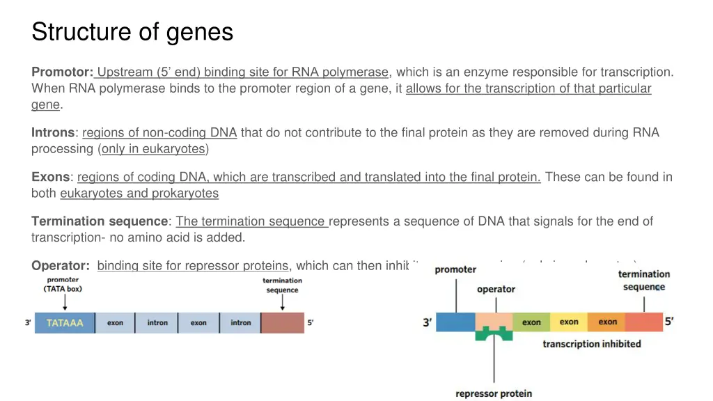 structure of genes