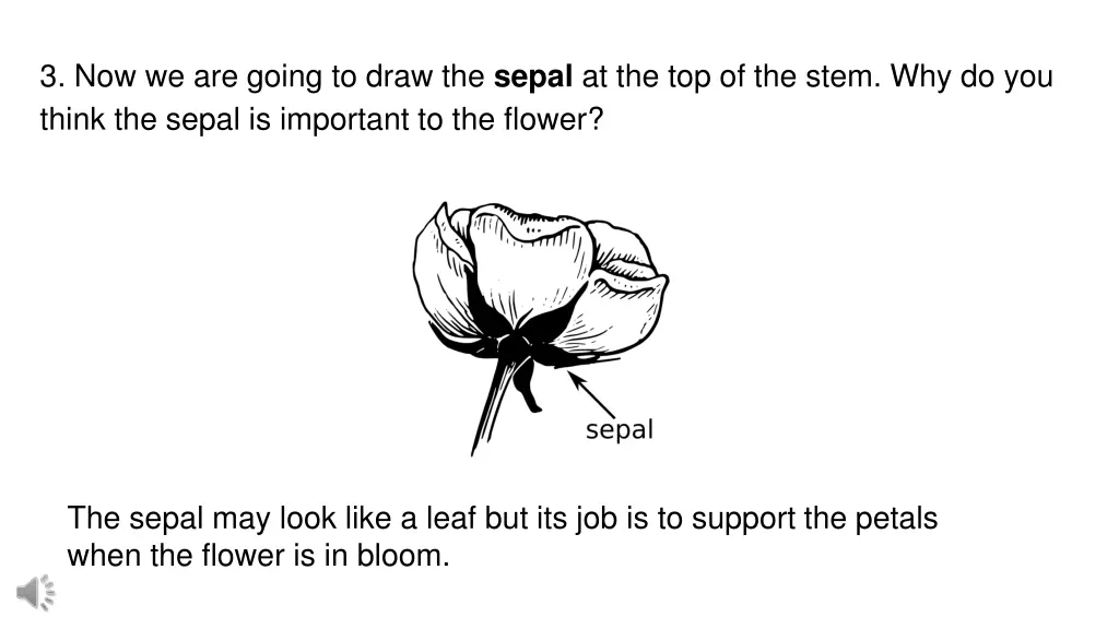 3 now we are going to draw the sepal