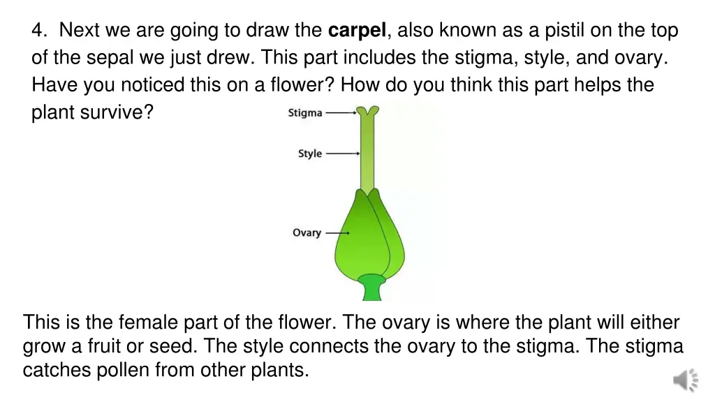 4 next we are going to draw the carpel also known