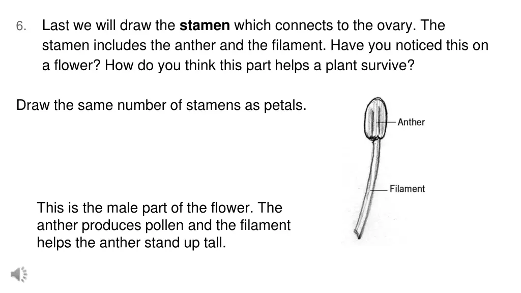 last we will draw the stamen which connects