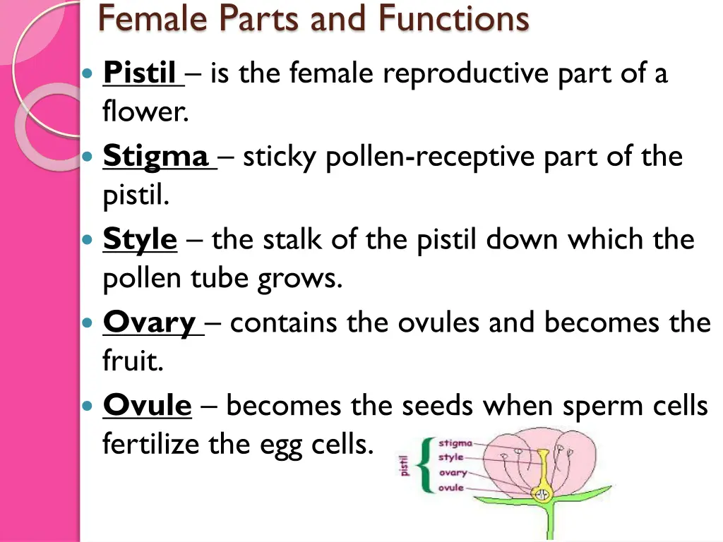 female parts and functions