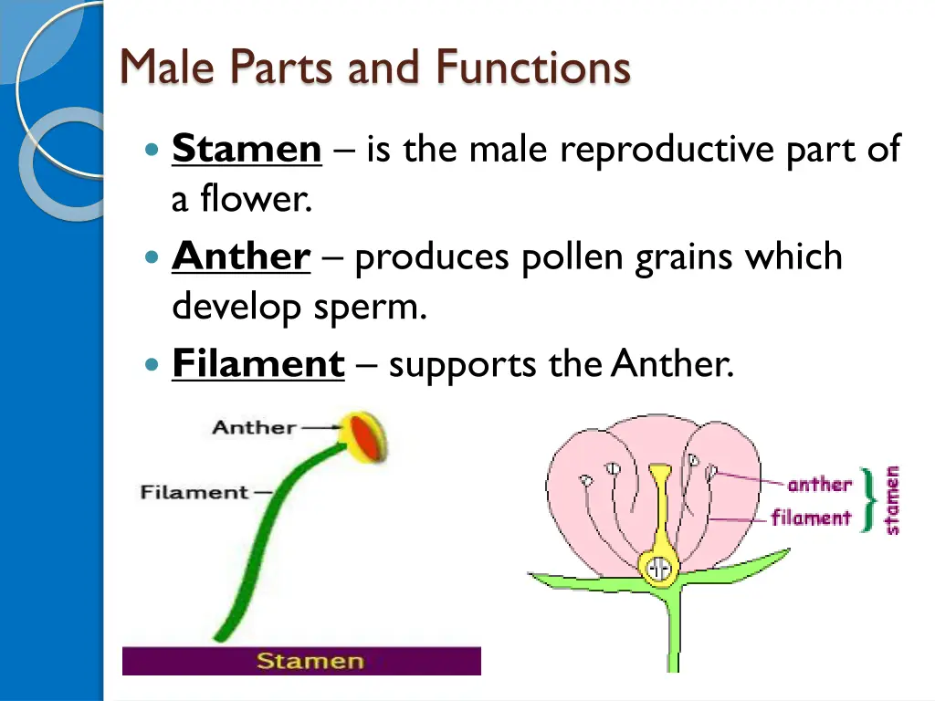 male parts and functions