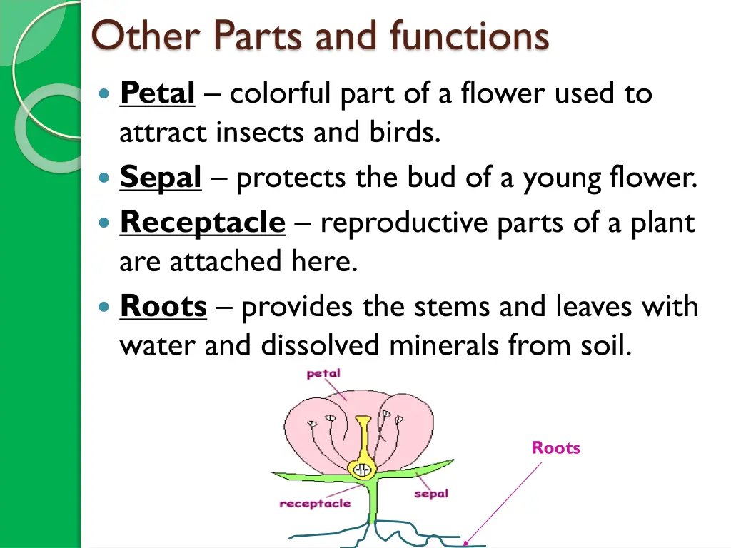 other parts and functions