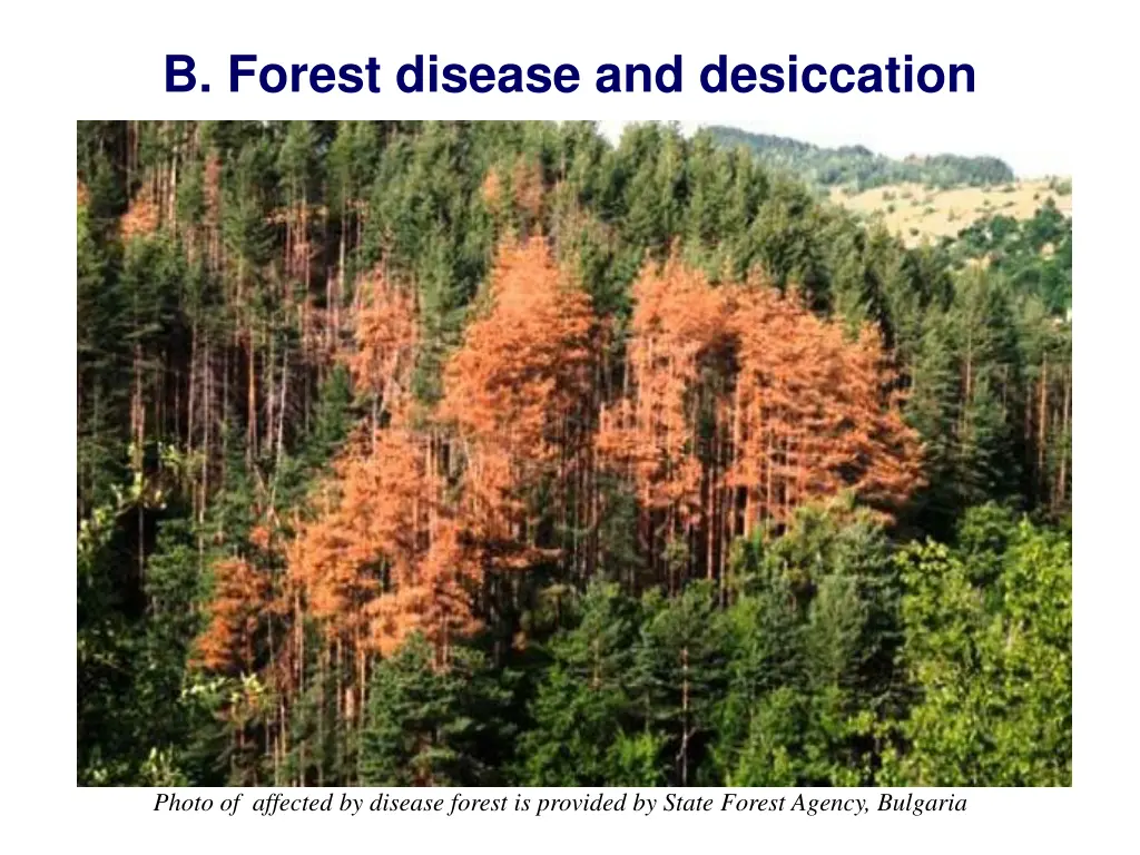 b forest disease and desiccation