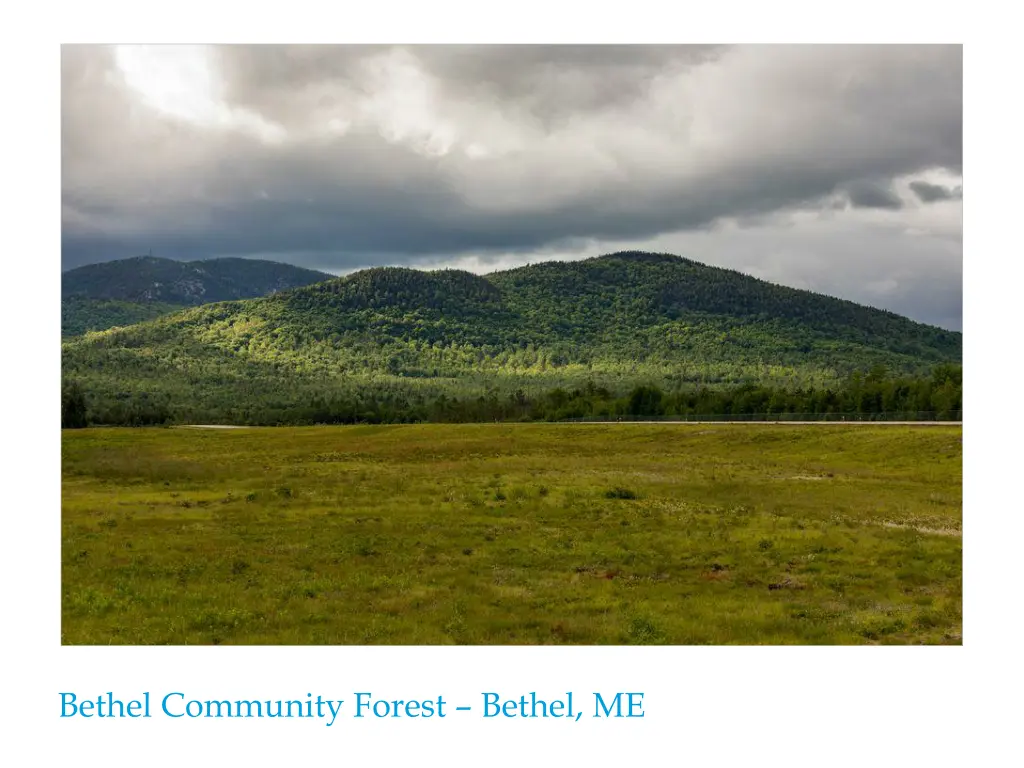 bethel community forest bethel me