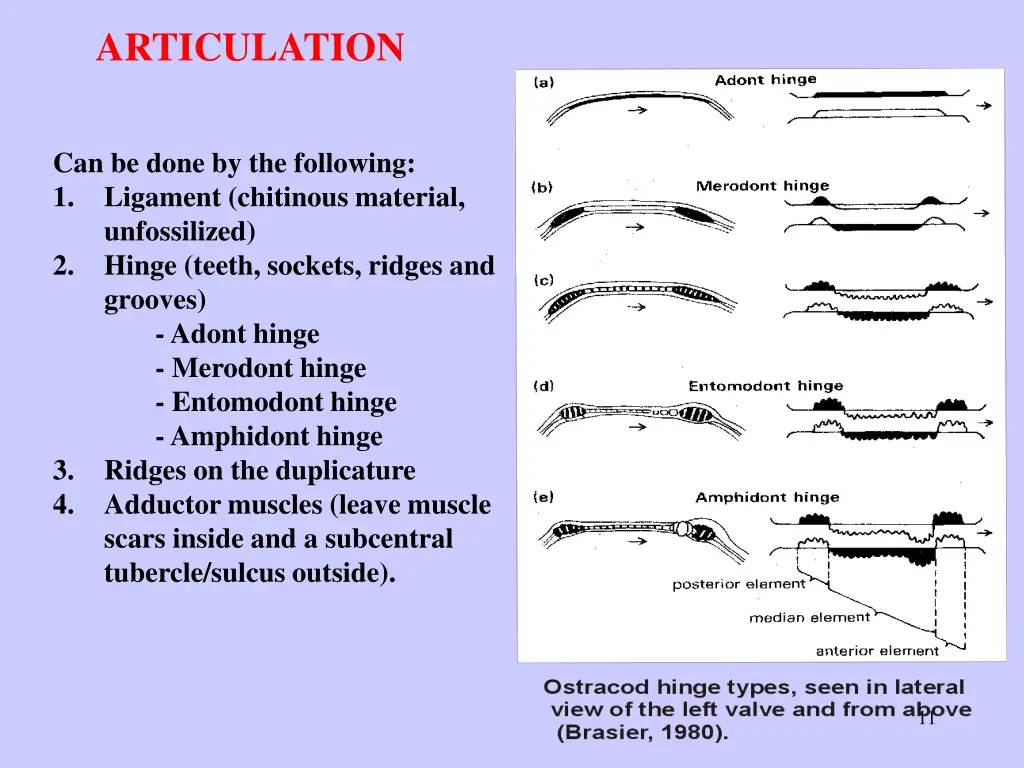 articulation