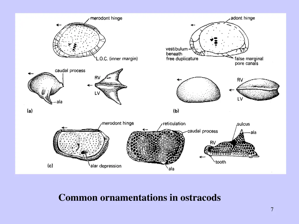 common ornamentations in ostracods