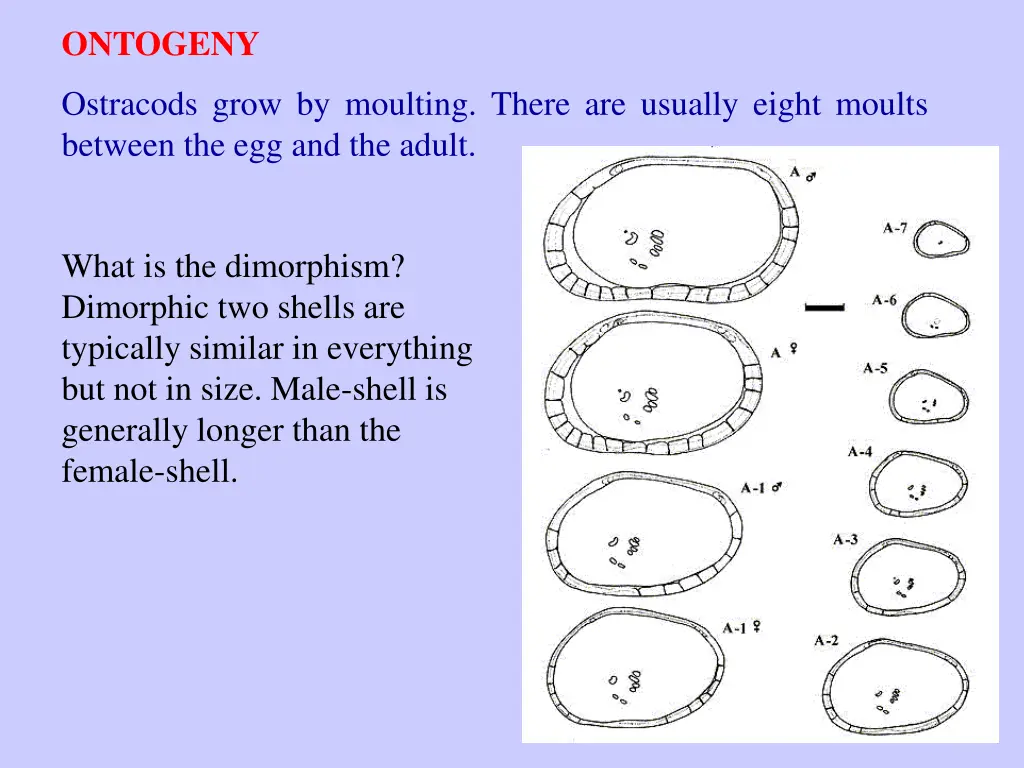 ontogeny