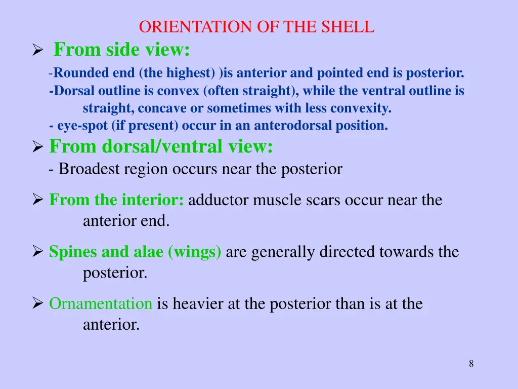 orientation of the shell from side view rounded