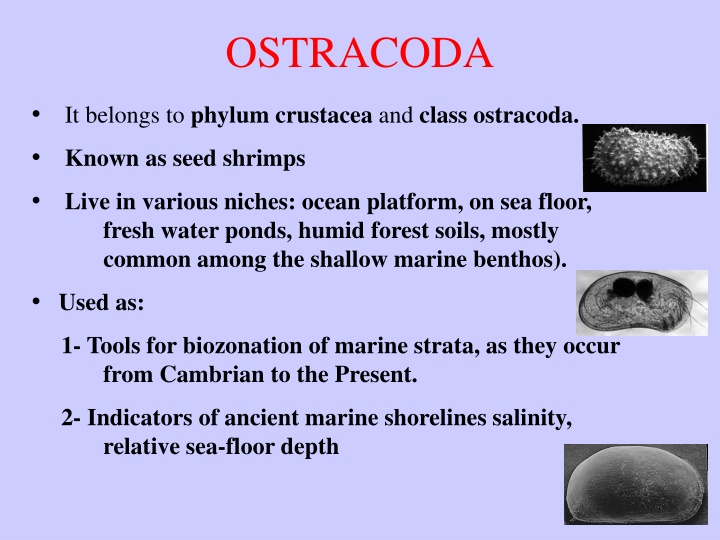 ostracoda