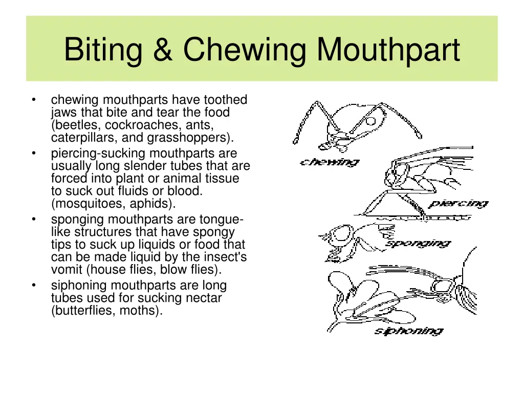 biting chewing mouthpart 1