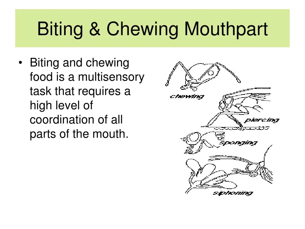 biting chewing mouthpart