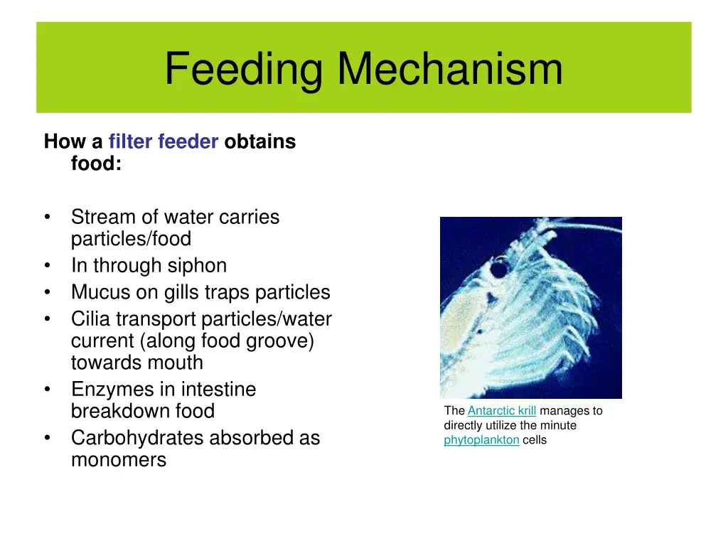 feeding mechanism 2