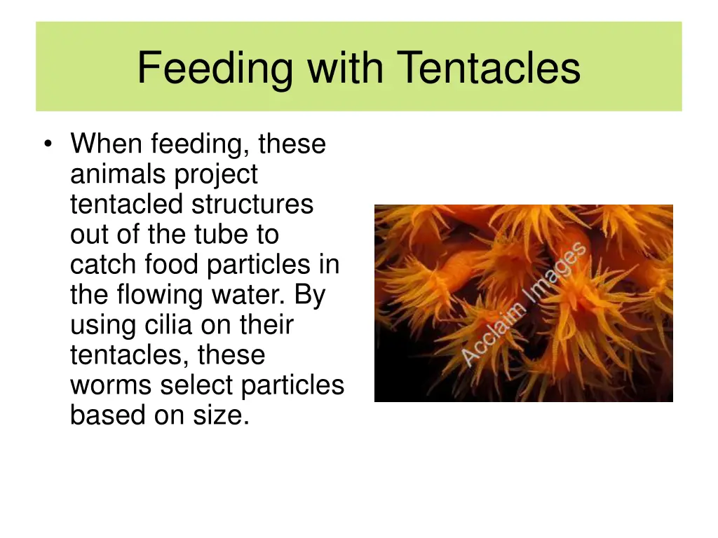 feeding with tentacles