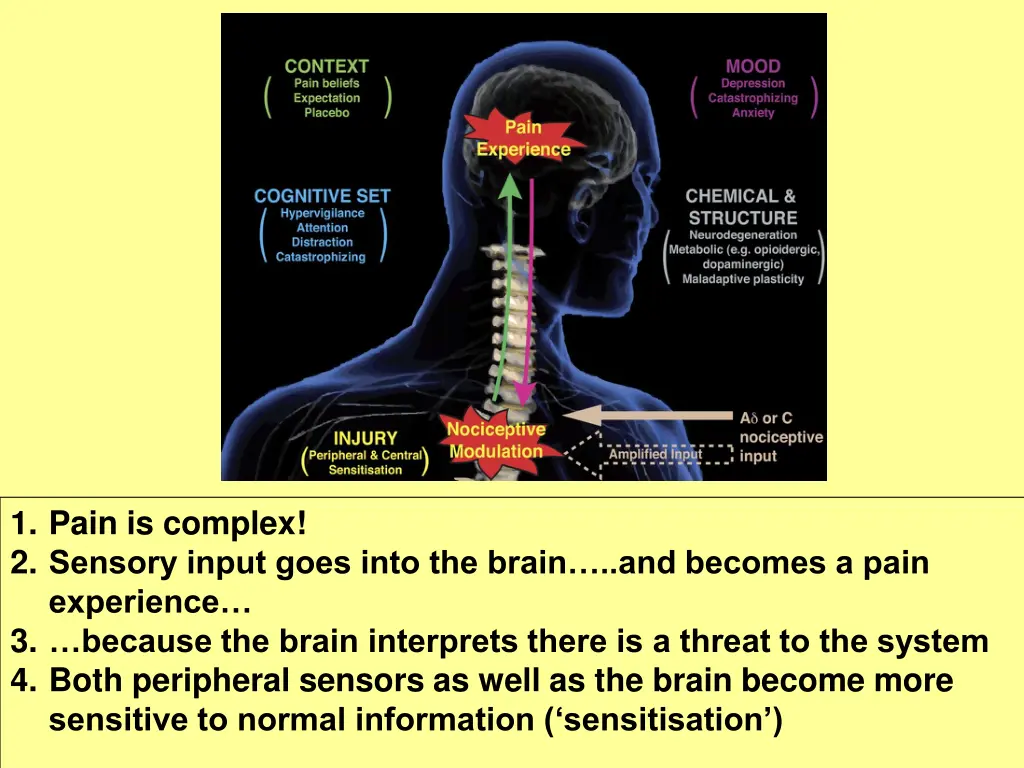 1 pain is complex 2 sensory input goes into