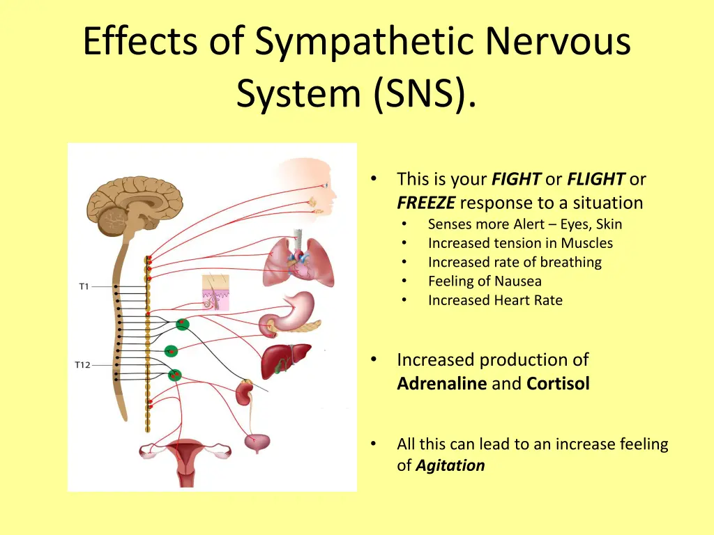 effects of sympathetic nervous system sns