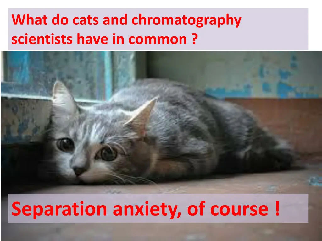 what do cats and chromatography scientists have