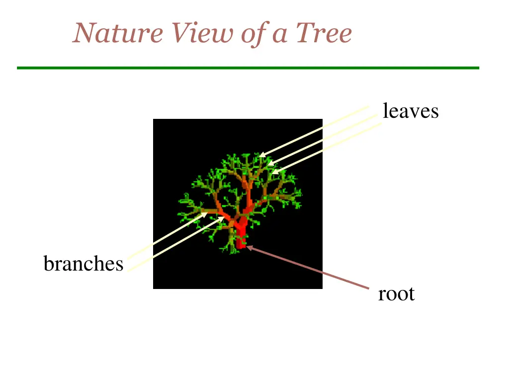 nature view of a tree