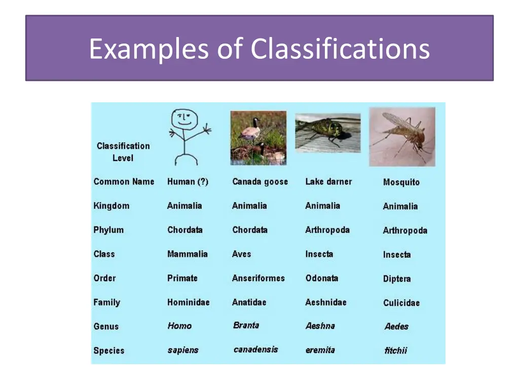 examples of classifications