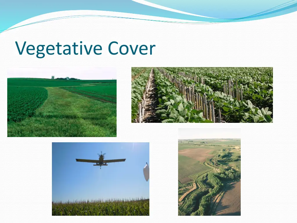 vegetative cover